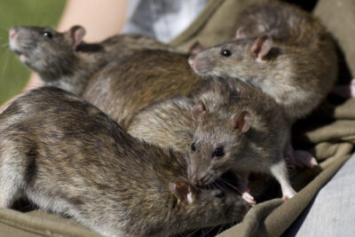 Rats are another pest that needs rodent control from Priority Pest & Mosquito Solutions who serves the OKC Metro area.