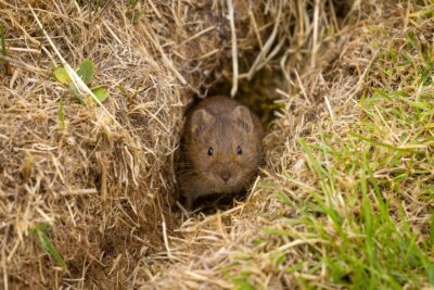Voles are destructive pests that will destroy your lawn unless you have a rodent control professional exterminate them.